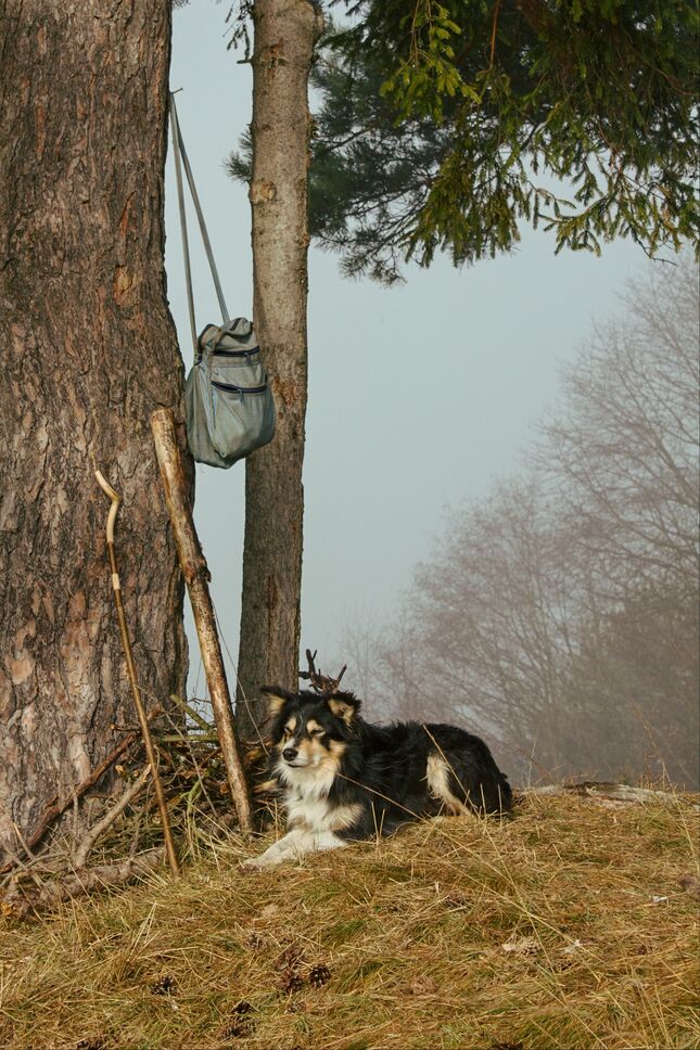 Ani bača ani ovce...