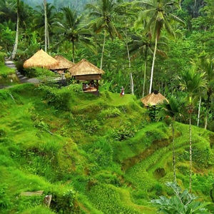 Bali - rýžová políčka