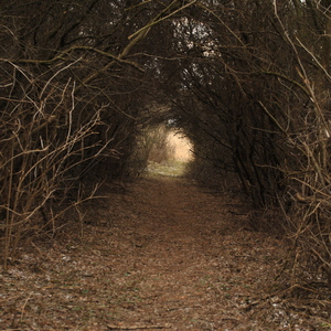 Tunel pod kriakmy