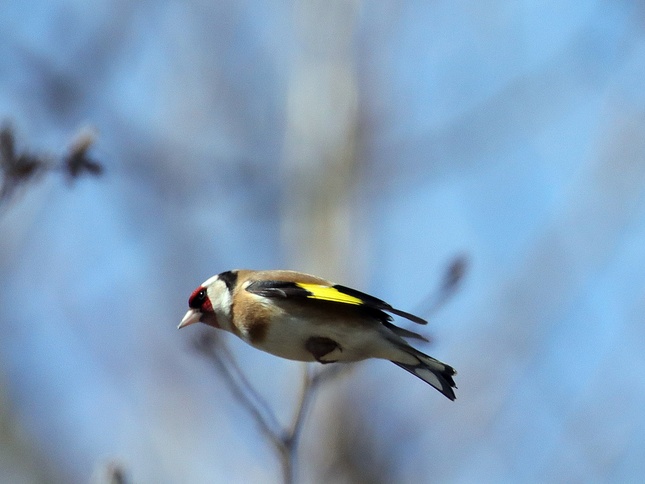 Stehlík obyčajný/Goldfinch