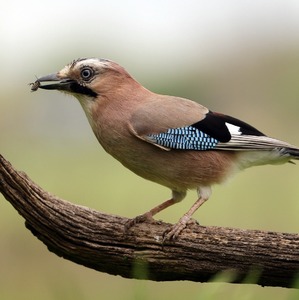 Spomienka na jarné fotenie...
