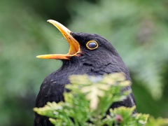 Drozd čierny/Turdus mer