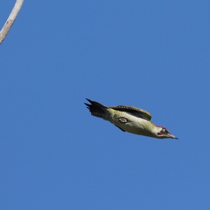 Žlna zelená/Picus viridis