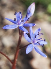 azurovo modra