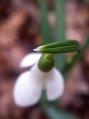 sklonena