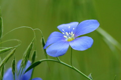 Ľan