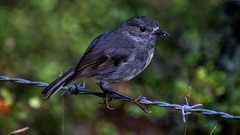 Mr. Robin