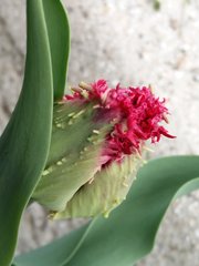Tulipán