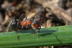 Mravec lesný