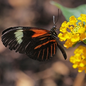 Heliconius melpomene