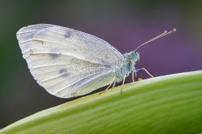 Mlynárik pri oddychu