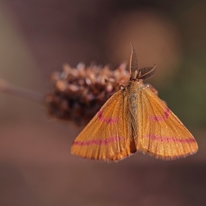 Piadivka purpurová