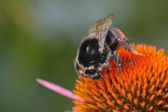 Čmeľ skalný- Bombus lapidarius