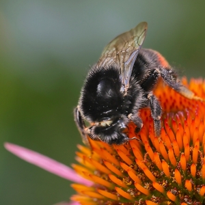 Čmeľ skalný- Bombus lapidarius