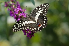 Papilio demoleus