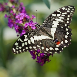 Papilio demoleus