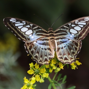 Parthenos sylvia violaceae