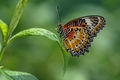 Cethosia cyane