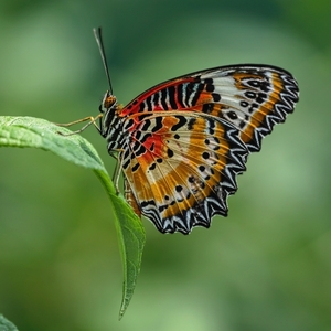 Cethosia cyane