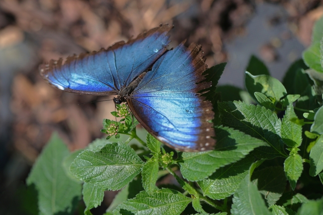 Morpho peleides