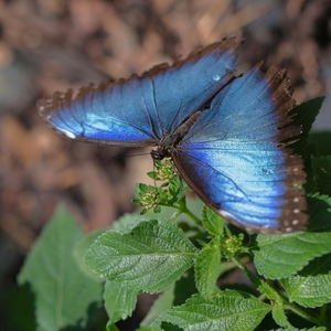 Morpho peleides