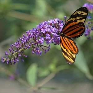 Heliconius ismenius