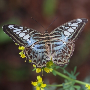 Parthenos sylvia violaceae