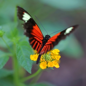 Heliconius melpomene aglaope