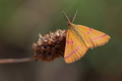 Piadivka purpurová