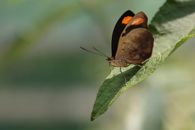 Catonephele numilis