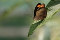 Catonephele numilis