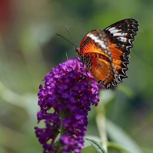 Babôčka cyanská ( cethosia cyane