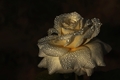 Ruža s perlami