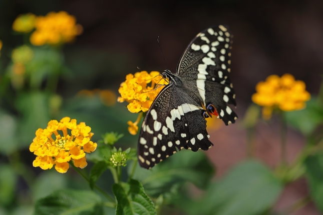 Papilio demoleus