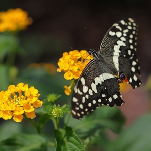 Papilio demoleus