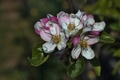 Kvety jablone