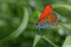 Ohniváčik v tráve