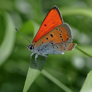 Ohniváčik v tráve