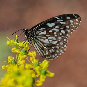 Danaus tirumala septentrionis