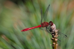 Vážka červená