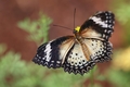 Cethosia biblis