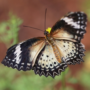 Cethosia biblis