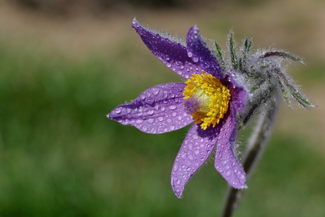 Orosený ,, chlpáčik "