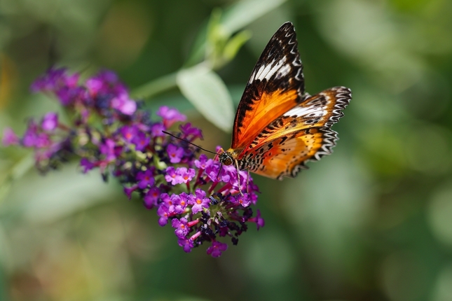 Babôčka cyanská ( cethosia cyane