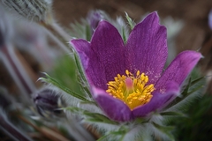 V kalichu ,,chlpáčika"