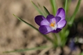 Krokus