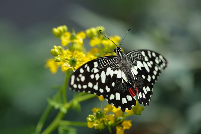 Papilio demoleus