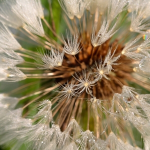 ,, Silvester v púpave "