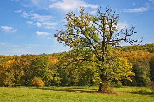 Stromy v jeseni