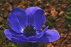 Veternica